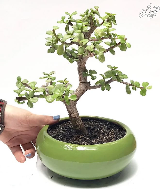 شرایط نگهداری کراسولا خرفه‌ای در منزل